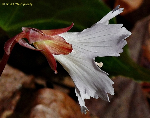 {Shortia galacifolia}